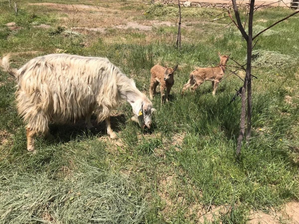 Yavru yaban ke&ccedil;ileri emin ellerde