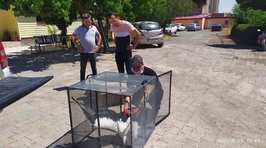 Yaralı olarak bulunan leylek tedavi altına alındı