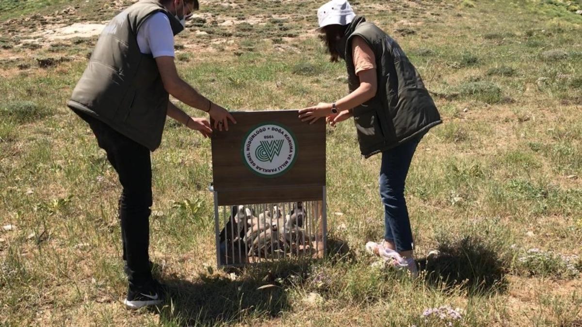 Tedavileri tamamlan kuşlar artık &ouml;zg&uuml;r