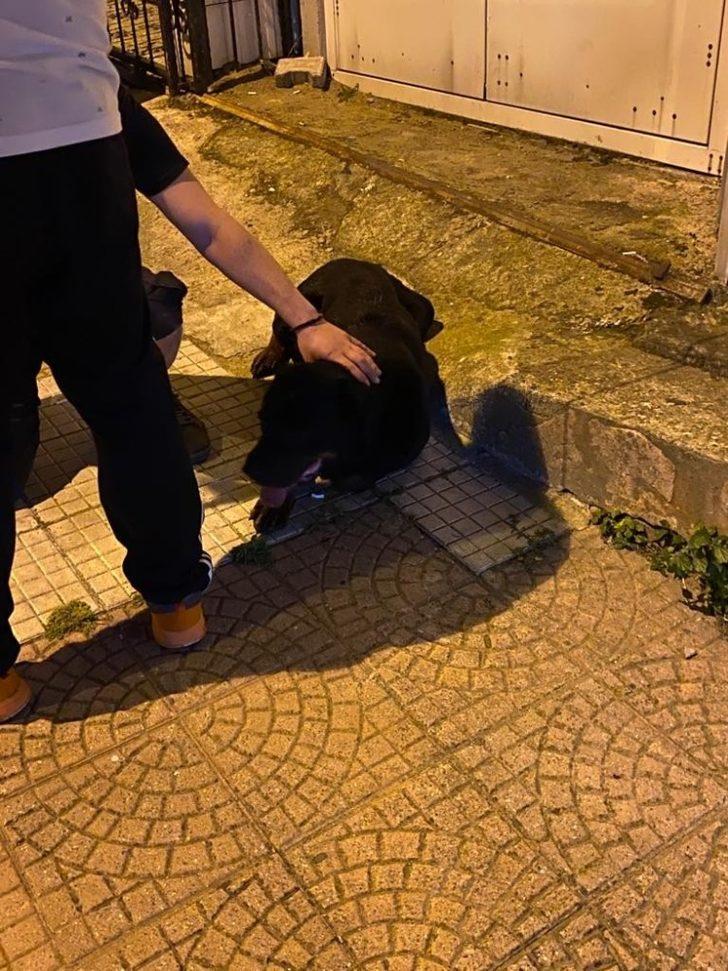 Köpeklerin kavgası sahiplerine zor anlar yaşattı G1