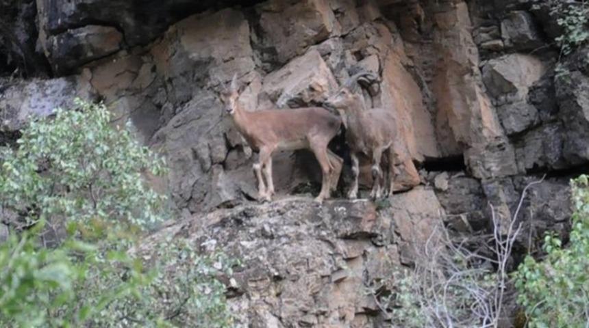 Hakkari&rsquo;de dağ ke&ccedil;ileri g&ouml;r&uuml;nt&uuml;lendi