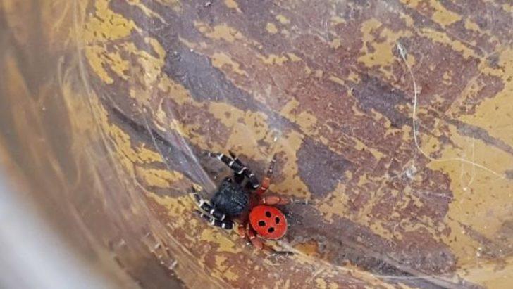 Şaşkınlık veren olay! Tarlada çalışırken üzerine düştü G2