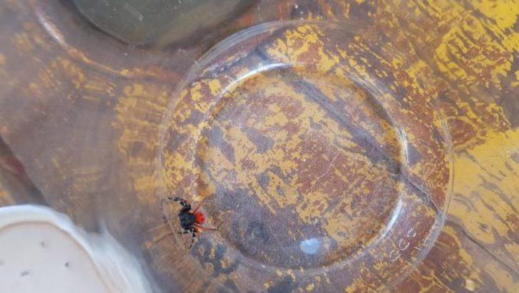 Şaşkınlık veren olay! Tarlada çalışırken üzerine düştü G4