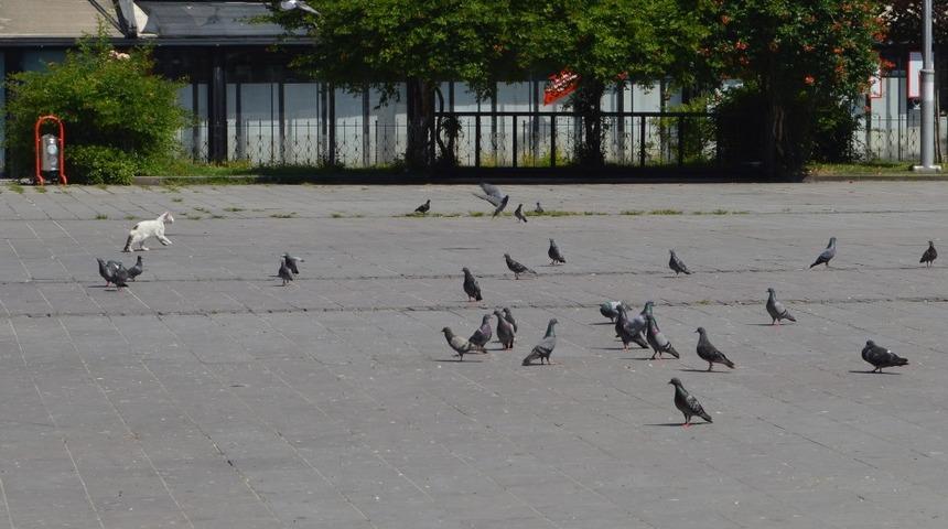 Sokaklar g&uuml;vercin ve sokak hayvanlarına kaldı