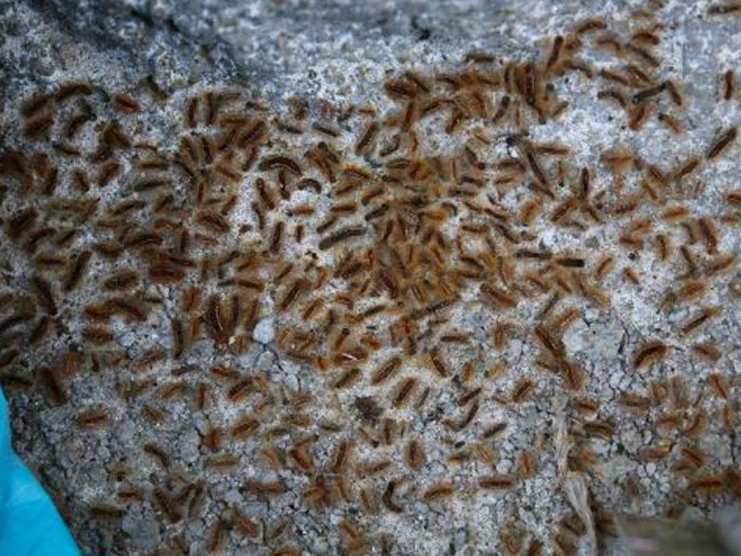 Sivas'ta tırtıl istilası: Bah&ccedil;elerimiz ve bostanlarımız kurudu