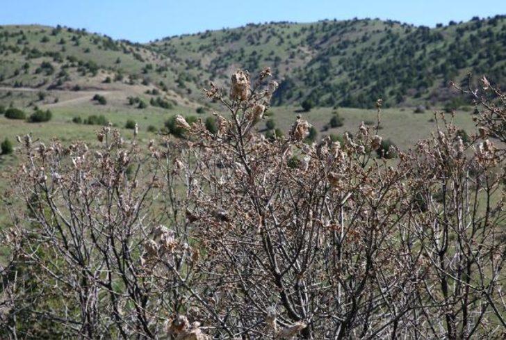 Sivas'ta tırtıl istilası: Bahçelerimiz ve bostanlarımız kurudu G1