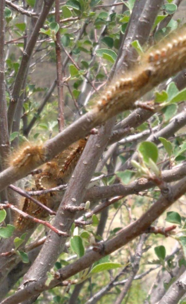 Sivas'ta tırtıl istilası: Bahçelerimiz ve bostanlarımız kurudu G2