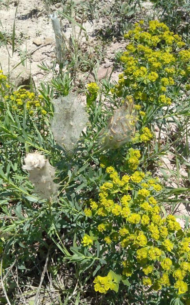 Sivas'ta tırtıl istilası: Bahçelerimiz ve bostanlarımız kurudu G3
