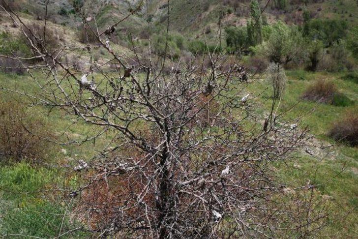 Sivas'ta tırtıl istilası: Bahçelerimiz ve bostanlarımız kurudu G4