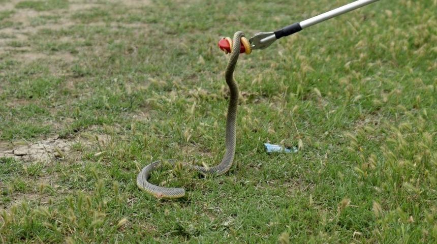 Yakalanan yılanlar doğaya bırakılıyor
