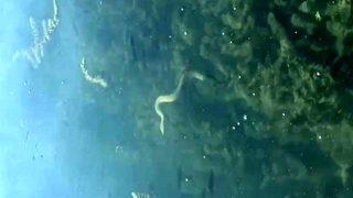 Tedirgin eden gelişme! 1999 depremi öncesinde de görülmüştü...