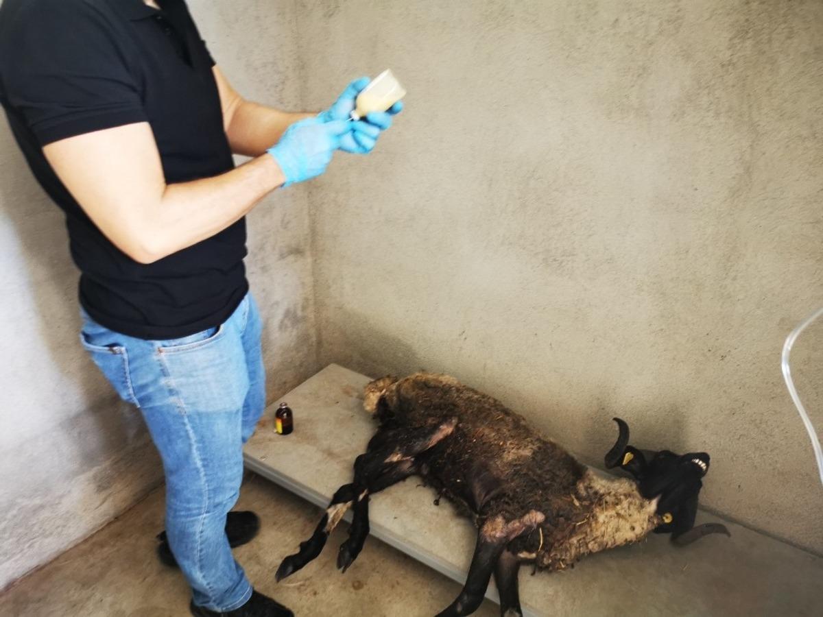 Marmaris&rsquo;te &ccedil;uval i&ccedil;inde &ccedil;&ouml;pe atılan ko&ccedil; &ouml;ld&uuml;