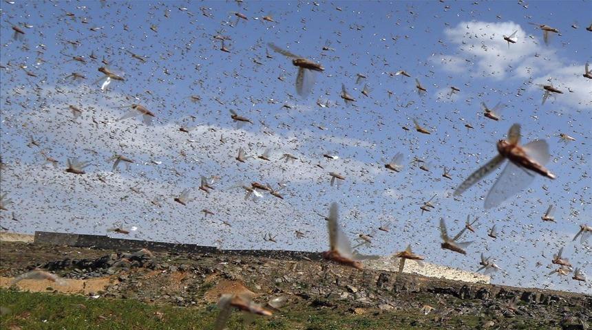 Yeni Delhi'de &ccedil;ekirge s&uuml;r&uuml;s&uuml; alarmı! 'G&uuml;r&uuml;lt&uuml; &ccedil;ıkarın'