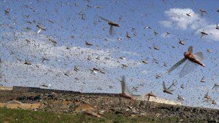 Yeni Delhi'de çekirge sürüsü alarmı! 'Gürültü çıkarın'