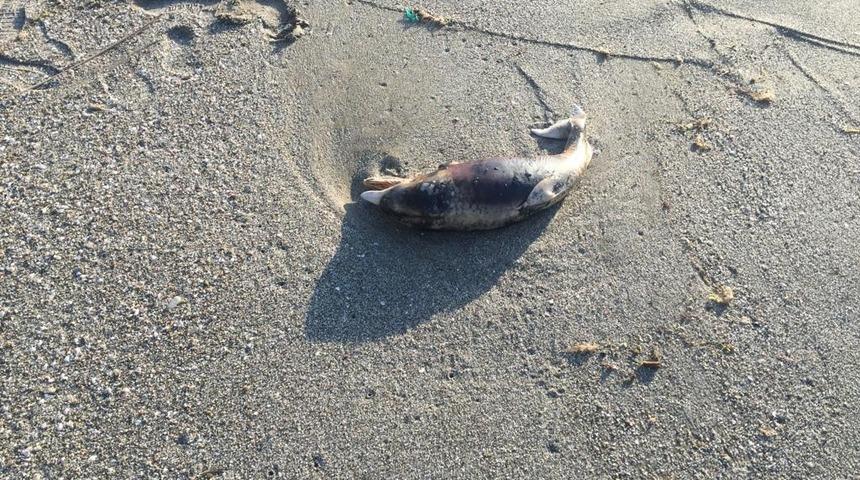 Sinop'ta ölü yunus karaya vurdu