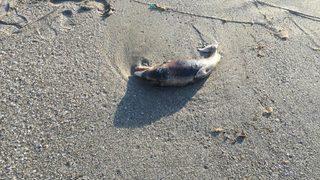 Sinop'ta ölü yunus karaya vurdu