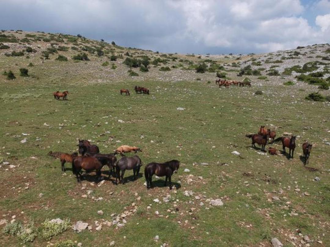 Osmanlı'da şehzadeler i&ccedil;in se&ccedil;iliyorlardı! Yılkı atları b&ouml;yle g&ouml;r&uuml;nt&uuml;lendi