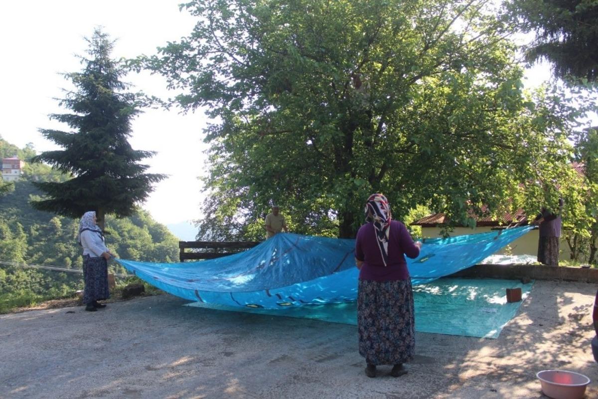 Giresunlu k&ouml;yl&uuml;ler geleneksel y&ouml;ntemlerle dut pekmezi  yapıyor