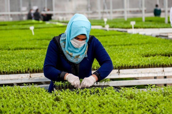 Meram Sebze Fidesi Üretim Tesisinde üretilen 3 milyon fide toprakla buluştu G3