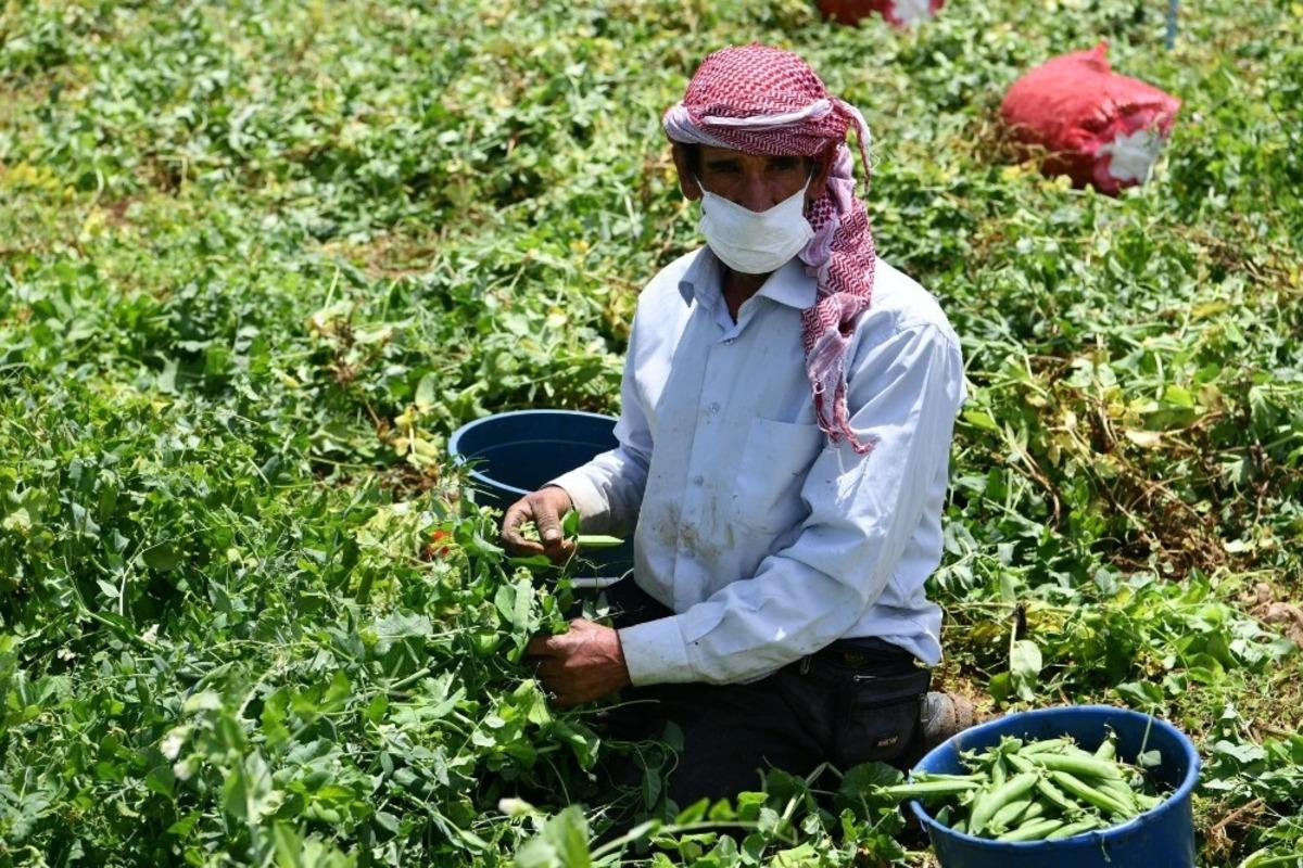 Isparta&rsquo;da deneme ama&ccedil;lı dikilen bezelye bir k&ouml;y&uuml;n ge&ccedil;im kaynağı oldu