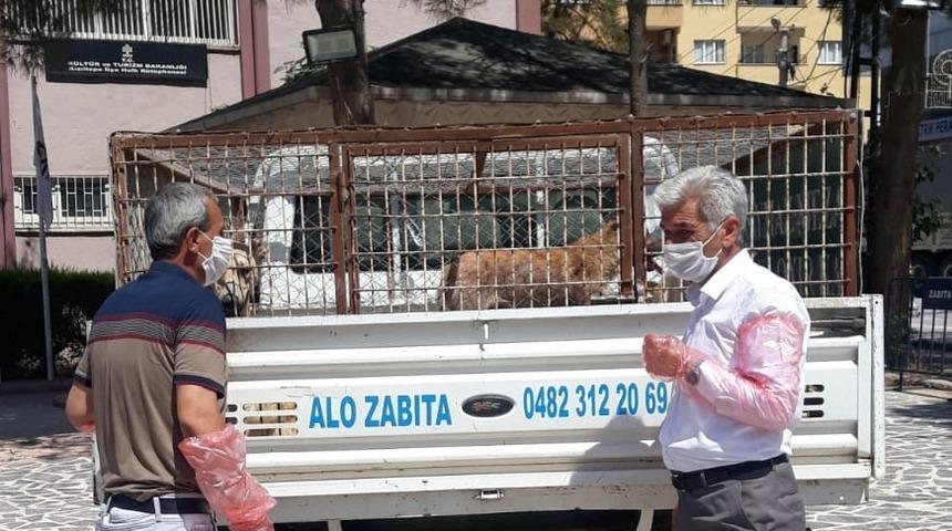 Sokak hayvanlarının sağlığı emin ellerde