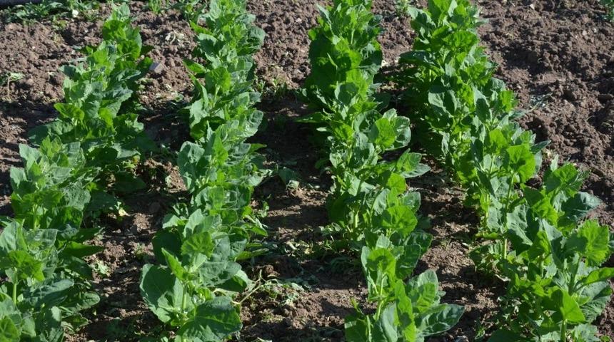 Alternatif gıda kaynağı yetiştirme üzerine çalışma başladı