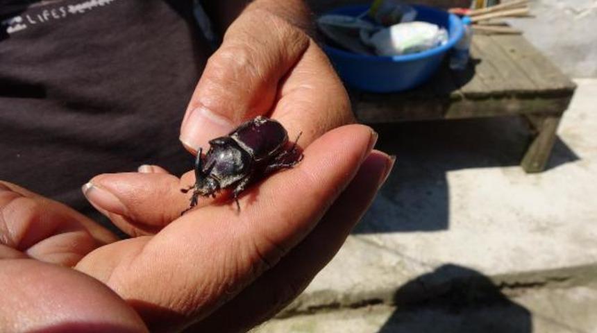 Tarlasını sürerken buldu! Ağırlığının 850 kat fazlasını taşıyabiliyor