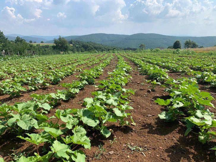 Türkiye’ye örnek olacak tarım hamlesi G2