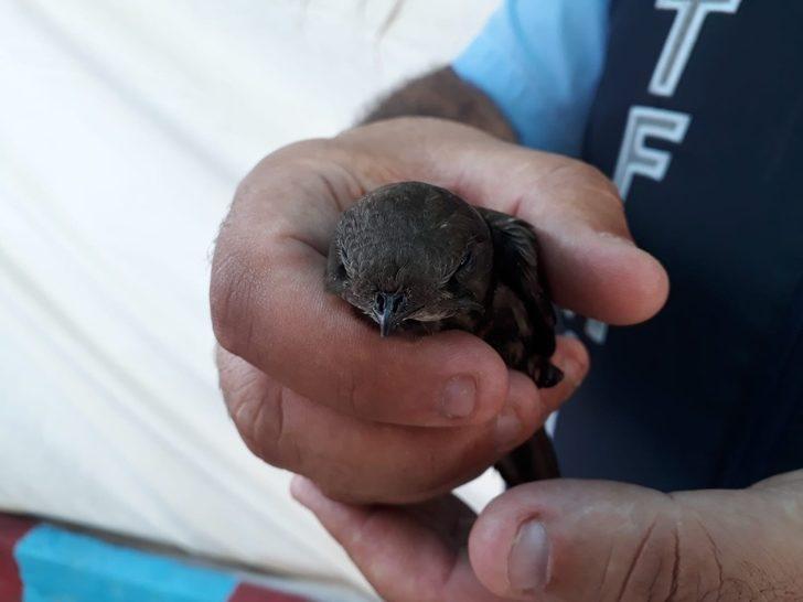 Mahsur kalan ebabil kuşunu itfaiye kurtardı G3