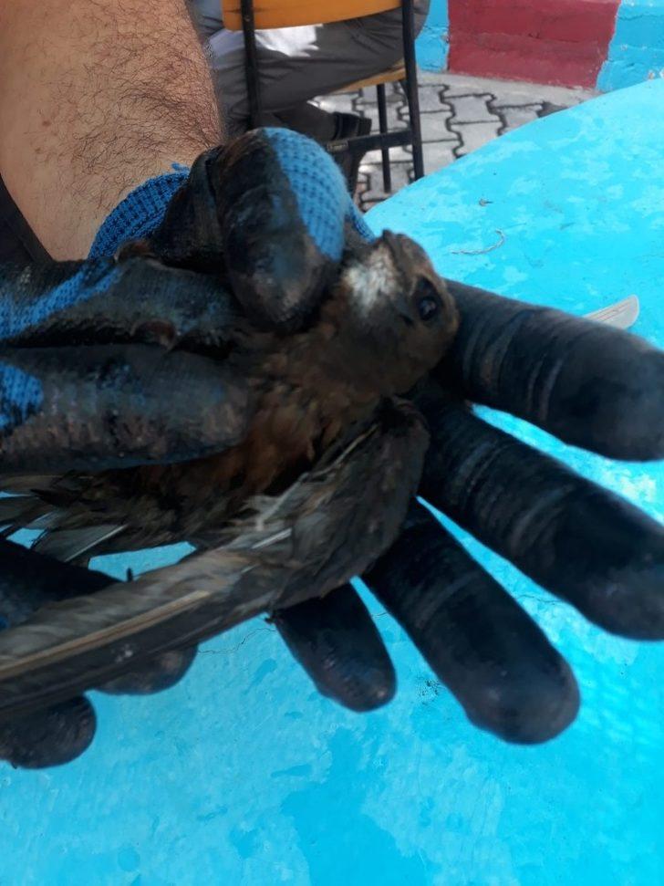 Mahsur kalan ebabil kuşunu itfaiye kurtardı G4