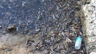 Küçükçekmece Gölü'ndeki balık ölümleriyle ilgili inceleme başlatıldı