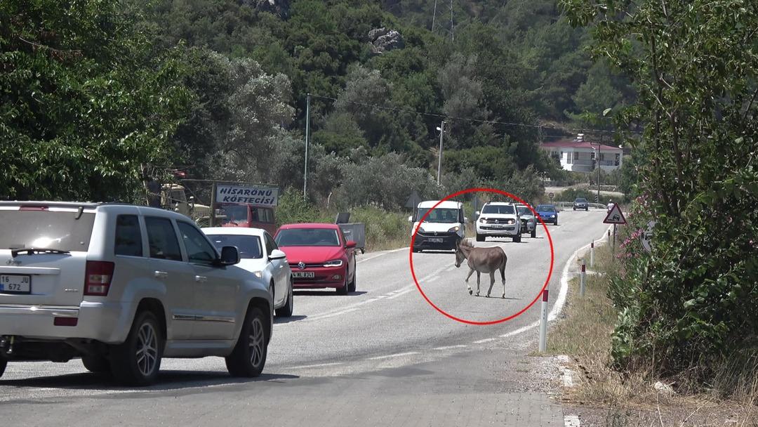 Marmaris'teki trafik tehlikesi! Başıboş halde dolaşıyorlar