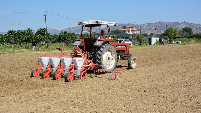 Aydın’da yerli tohum kullanımını arttırma çalışmaları sürüyor