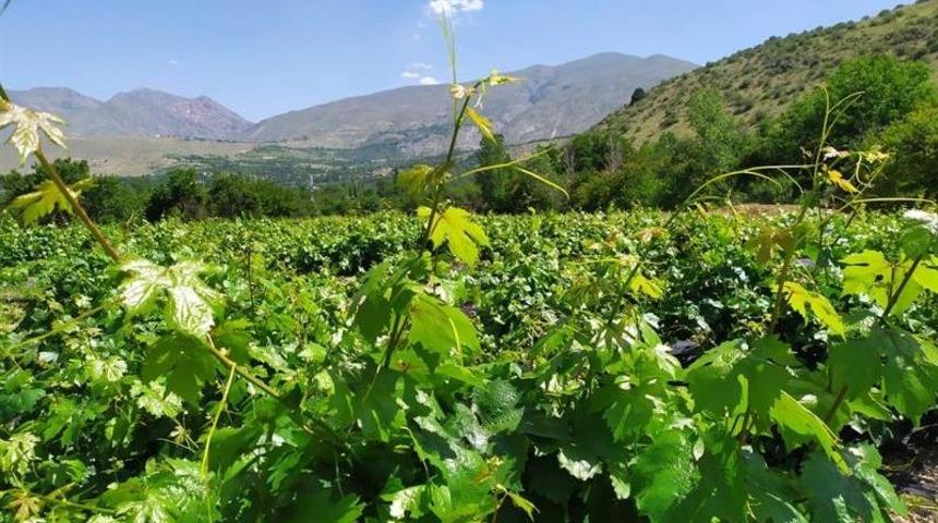 &Uuml;z&uuml;m bağlarında entegre m&uuml;cadele s&uuml;r&uuml;yor