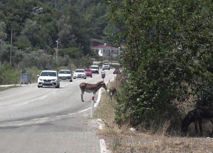 Sayıları her geçen gün artıyor! Marmaris'te 'eşek' sorunu G2