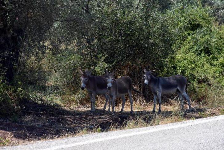 Sayıları her geçen gün artıyor! Marmaris'te 'eşek' sorunu G4