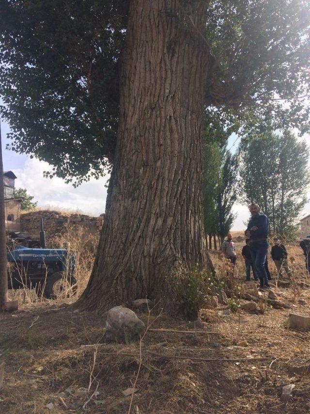 300 yıllık kavak ağacı görenleri şaşırtıyor