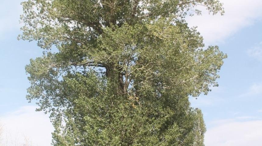 300 yıllık kavak ağacı g&ouml;renleri şaşırtıyor