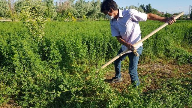 Tarım arazilerinde hummalı çalışma sürüyor