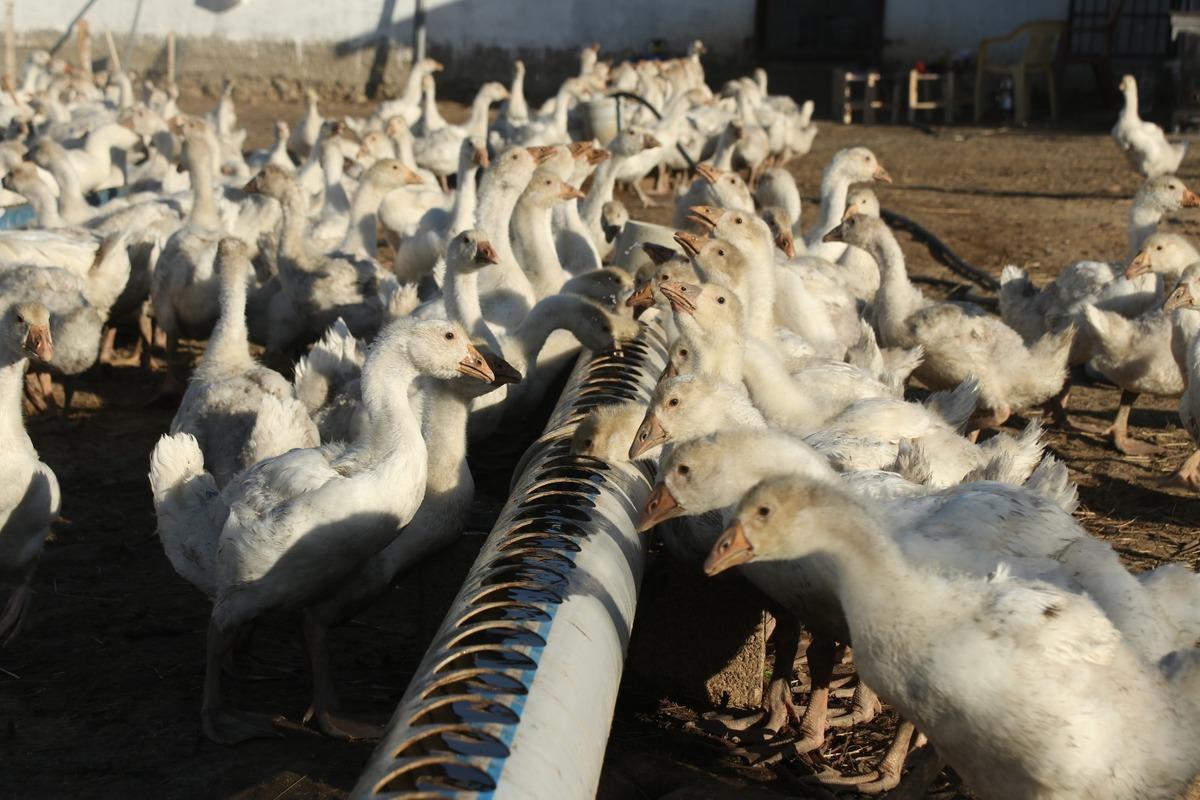 Kaz &ccedil;iftliği kurdular, yurt dışından gelen taleplere yetişmeye &ccedil;alışıyorlar