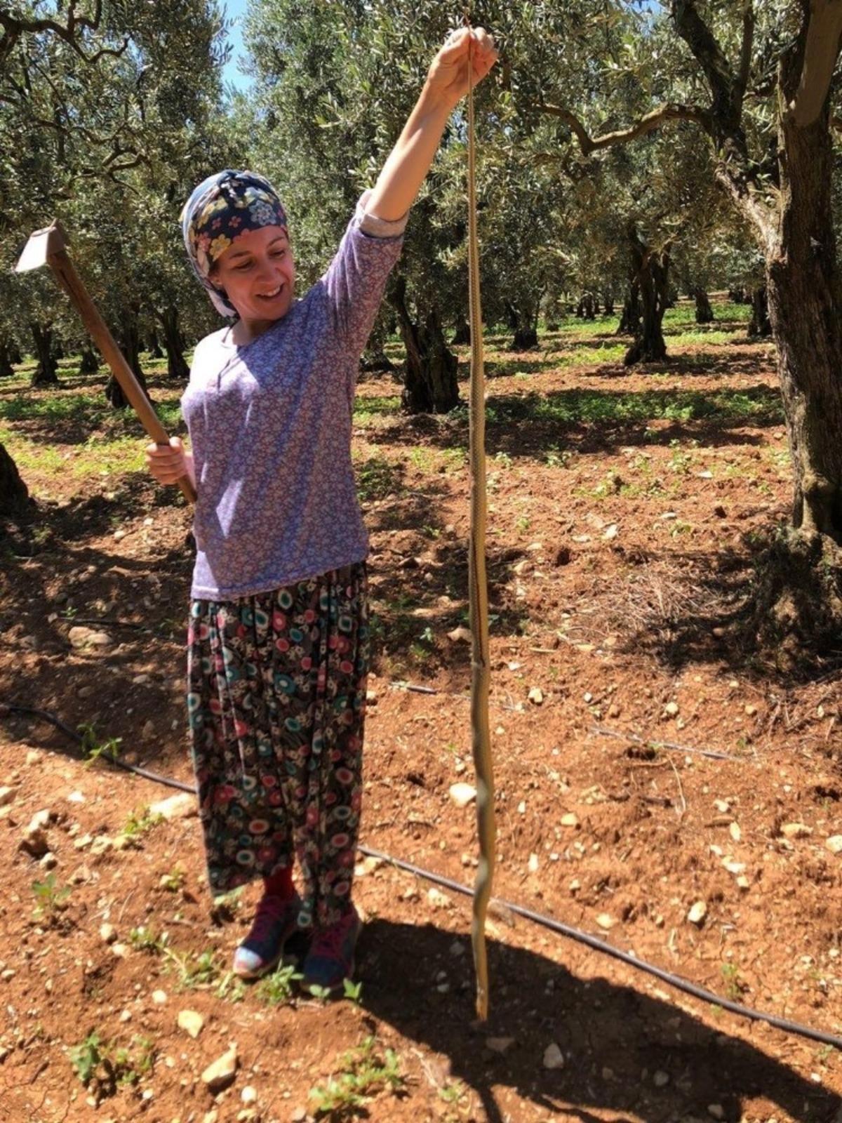 Kadın &ccedil;ift&ccedil;i boyundan b&uuml;y&uuml;k yılan yakaladı