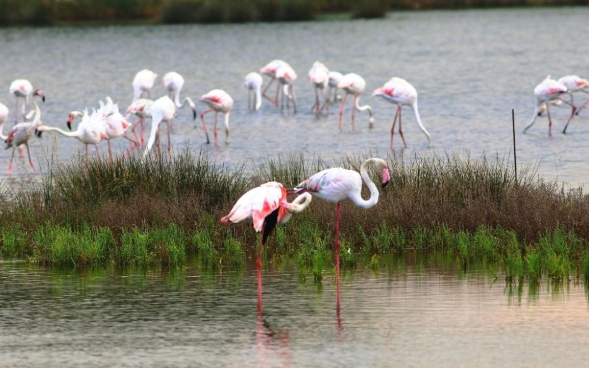 Flamingolar, Hersek Lag&uuml;n&uuml;nden vazge&ccedil;miyor