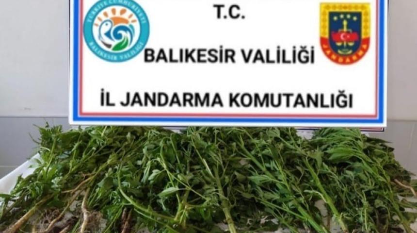 Bigadi&ccedil;&rsquo;te jandarmadan kenevir operasyonu