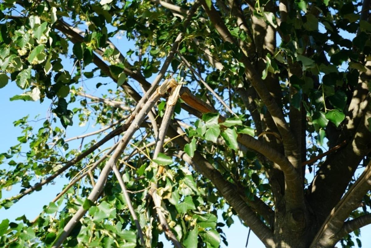 Kendini bilmezler ağa&ccedil;ları tahrip etti