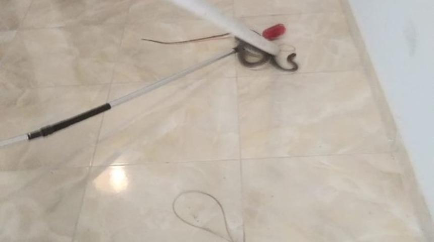 Apartmana giren yılan itfaiye ekiplerince &ccedil;ıkarıldı