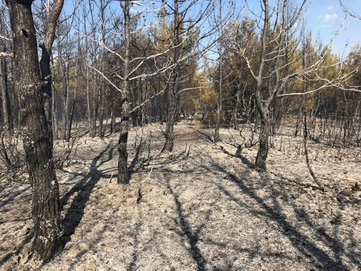 Orman yangınında 6 hektar alan zarar g&ouml;rd&uuml;