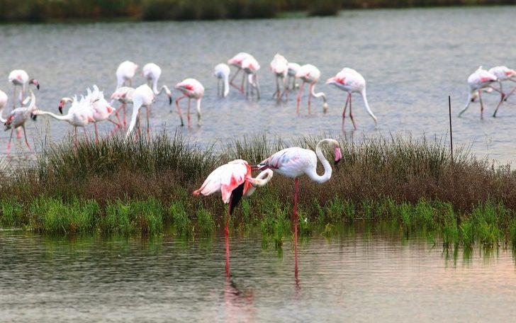 Gören büyüleniyor! Hersek Lagünü'nde flamingo heyecanı G1