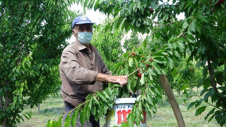 72 yaşındaki Saliha Nine devlet desteğiyle kiraz bahçesi kurdu G2