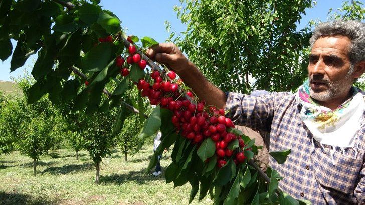 72 yaşındaki Saliha Nine devlet desteğiyle kiraz bahçesi kurdu G3