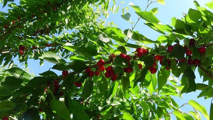 72 yaşındaki Saliha Nine devlet desteğiyle kiraz bahçesi kurdu G4